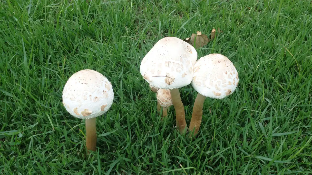 How to Prevent Mushrooms from Growing Back