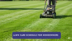 The Ultimate Lawn Care Schedule for Homeowners